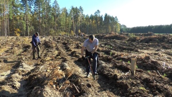 Снова вдохнуть жизнь в леса Мозырщины! Акция «Дай лесу новае жыццё!» продолжается