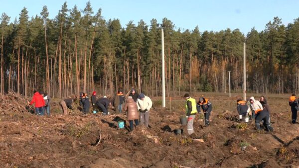 2 ноября на Мозырщине более 400 человек присоединились к республиканскому зеленому марафону