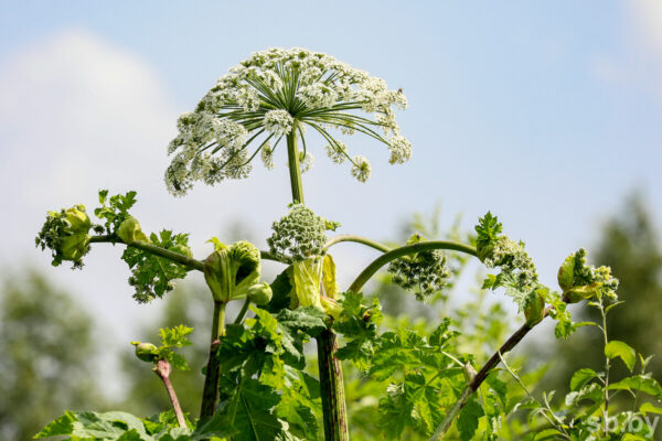 В Гомельской области в 2025 году активизируют борьбу с борщевиком Сосновского