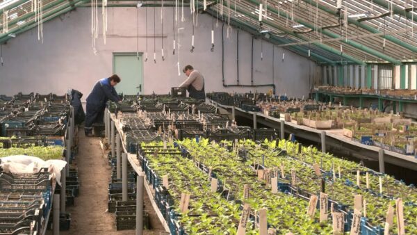 На улице снег и мороз, а в теплицах Мозырского райжилкомхоза уже пахнет весной