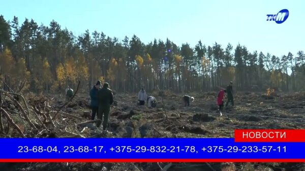 Масштабная республиканская акция «Дай лесу новае жыцце» стартует в Беларуси с 21 марта