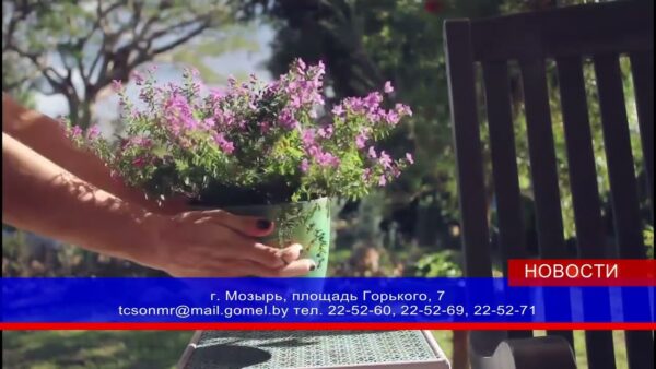 Стартуют конкурсы «Сад-огород» и «Лучшее ветеранское подворье»