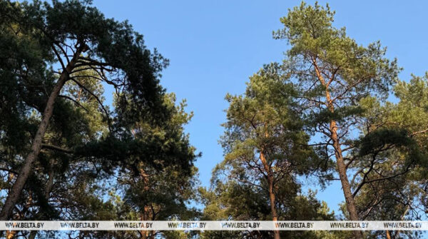 Ограничения на посещение лесов действуют в 26 районах Беларуси