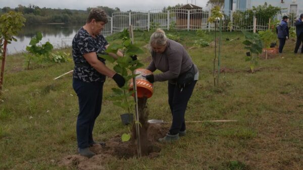 Более четырех тысяч молодых деревьев будет высажено на городских улицах этой осенью