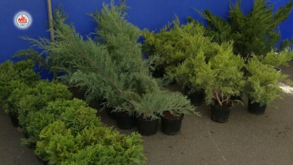 Цех № 15 Мозырского НПЗ организовал продажу саженцев многолетних декоративных растений