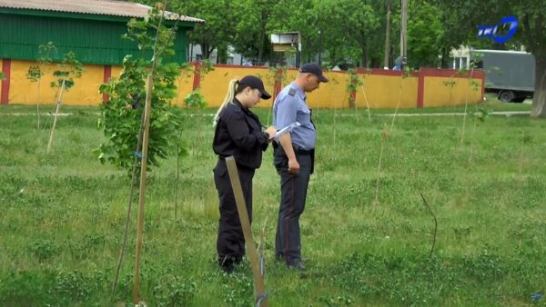 В Мозыре в двух районах вандалы повредили деревья. Правоохранители проводят проверку