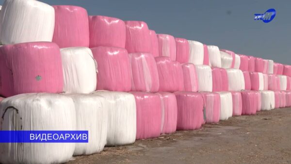 В Гомельской области успешно продвигается заготовка кормов
