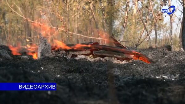 Более 600 природных пожаров произошло в Гомельской области с начала года