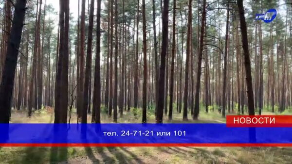 В Мозырском районе продолжает действовать ограничение на посещение лесов