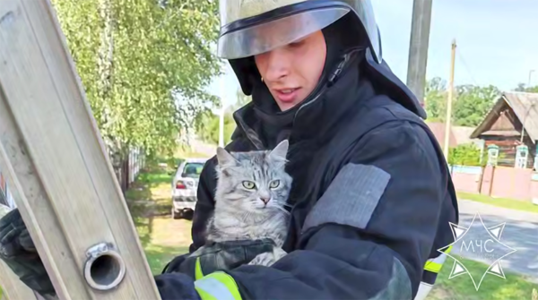 Четверо суток кот просидел на дереве в Калинковичском районе, ему помогли спуститься спасатели