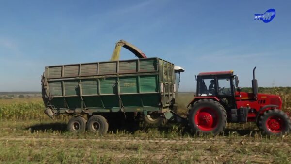 В «Слободском имени Ленина» продолжается уборка кукурузы на силос